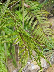 Blechnum minus