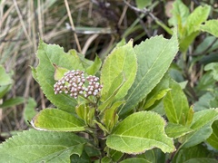 Andinia
