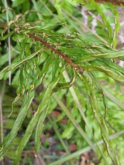 Blechnum minus