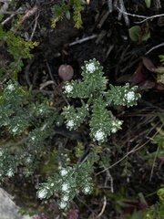 Linochilus phylicoides