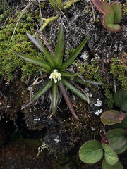 Hypochaeris sessiliflora
