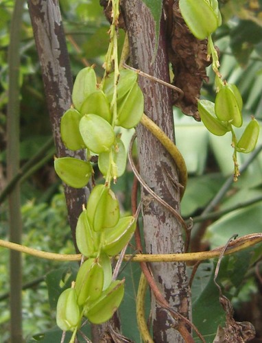 Dioscorea bulbifera image