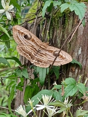Spirama retorta