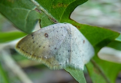Cyclophora albipunctata