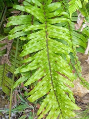 Blechnum minus