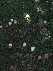 Neolamarckia cadamba