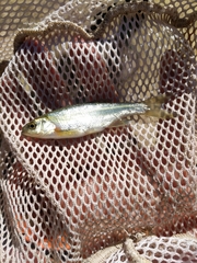 Richardsonius balteatus