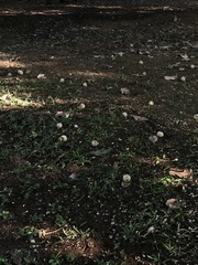 Neolamarckia cadamba