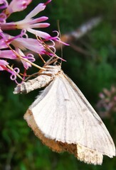 Entephria caesiata