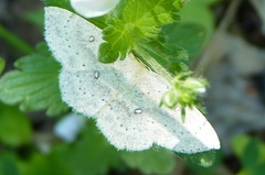Cyclophora albipunctata
