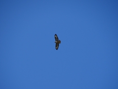 Buteo buteo