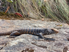 Egernia cunninghami
