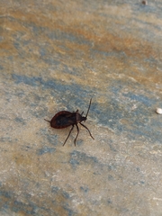 Spartocera