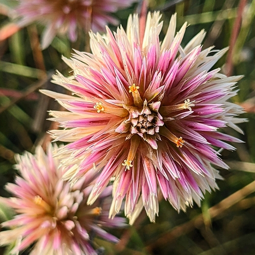 Image of Gomphrena Weed (Gomphrena flaccida) by (c) Michael Somerville, some rights reserved (CC BY-SA)