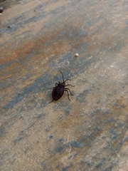 Spartocera