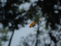 Gasteracantha quadrispinosa