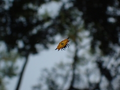 Gasteracantha quadrispinosa