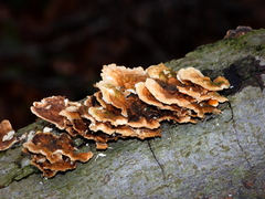 Cerrena zonata