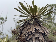 Espeletia corymbosa