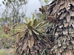 Espeletia corymbosa