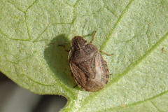 Sciocoris