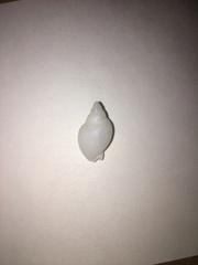 Cancellaria reticulata