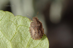 Sciocoris