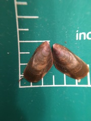 Brachidontes exustus