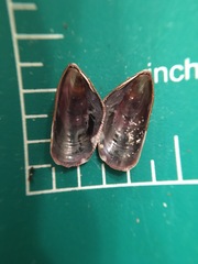 Brachidontes exustus