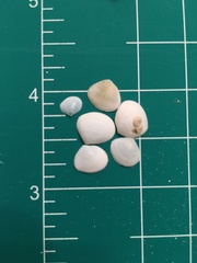 Abra aequalis