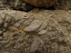 Nummulites