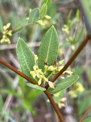 Cryptolepis oblongifolia image