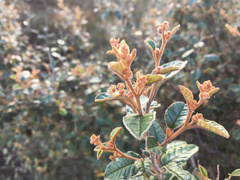 Pomaderris paniculosa paralia