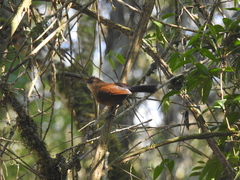 Pyriglena leucoptera