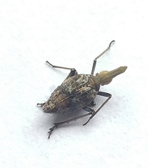 Dictyopharidae