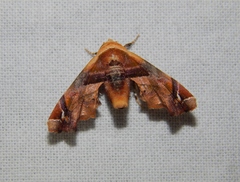 Eutelia callichroma