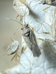 Nysius