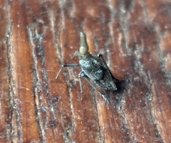 Dictyopharidae