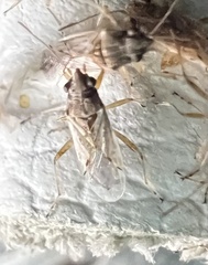 Nysius