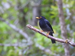 Turdus flavipes