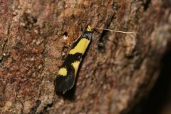 Opogona comptella