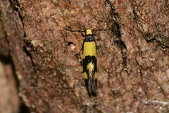 Opogona comptella