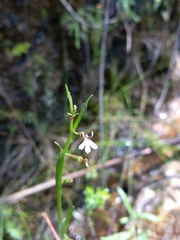 Lobelia anceps