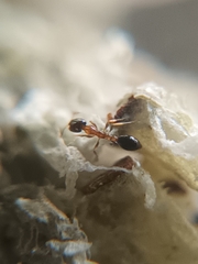 Monomorium floricola