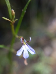 Lobelia anceps