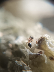 Monomorium floricola