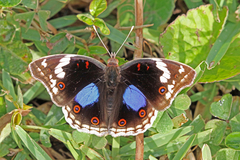 Junonia oenone oenone