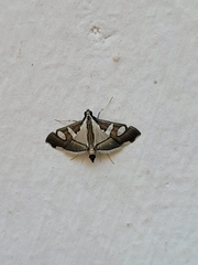 Glyphodes bicolor