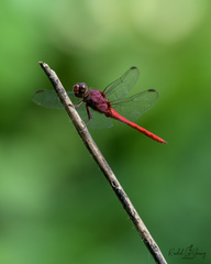 Orthemis schmidti