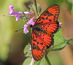 Acraea petraea